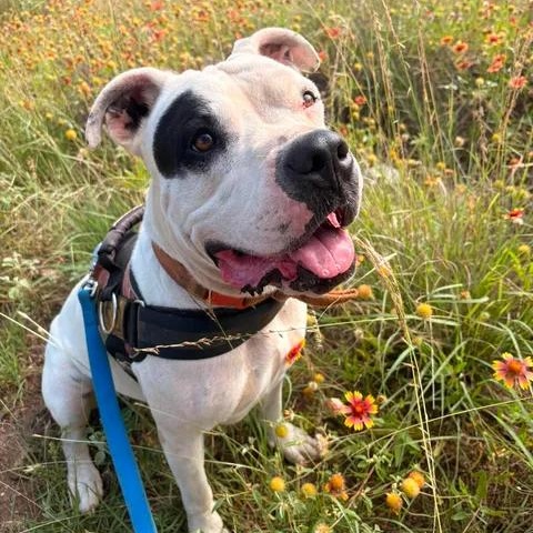 Bernadette, ADOPTABLE, Adult Female Pit Bull Terrier.