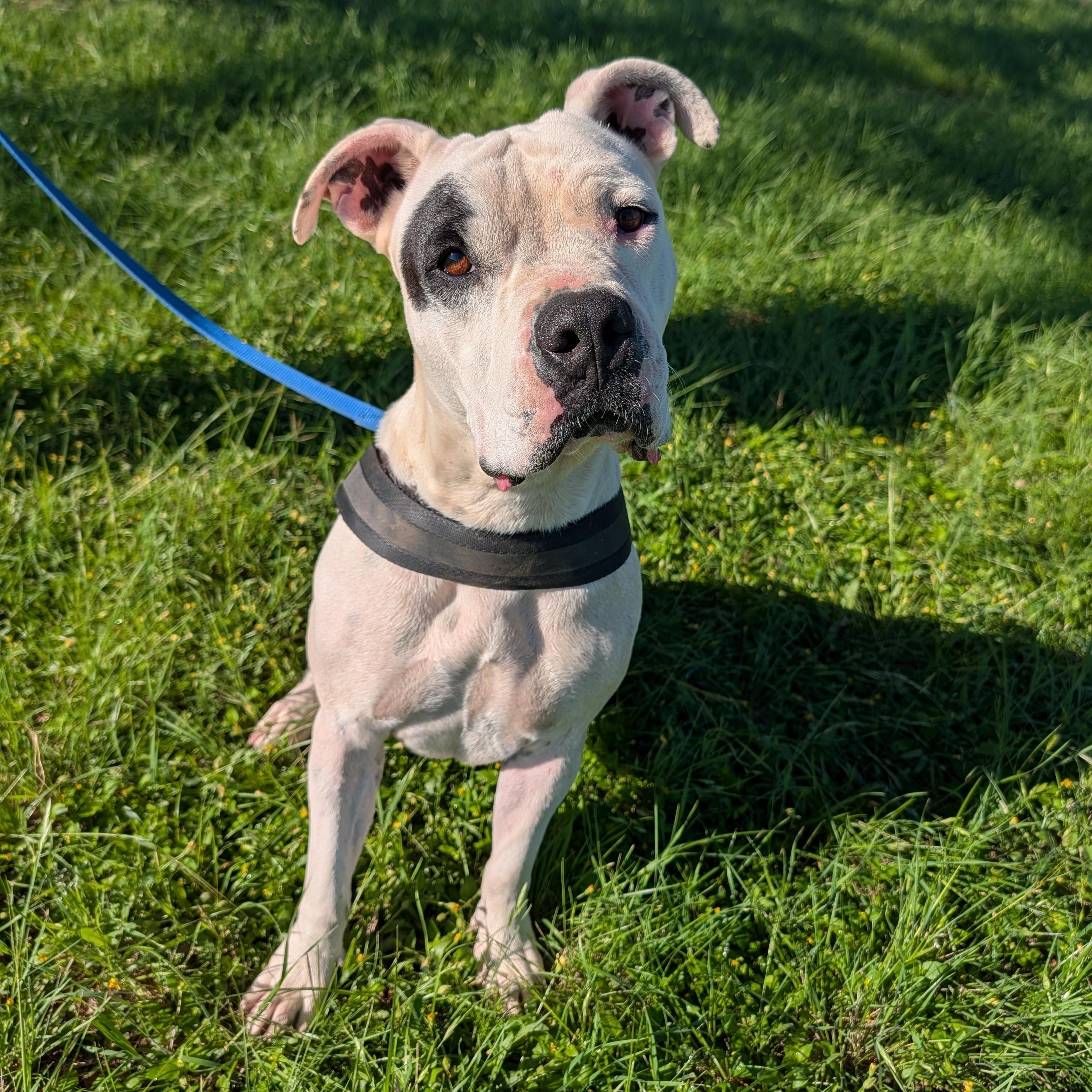 Bernadette, a ADOPTABLE Pit Bull Terrier in Marble Falls, TX image 4/5