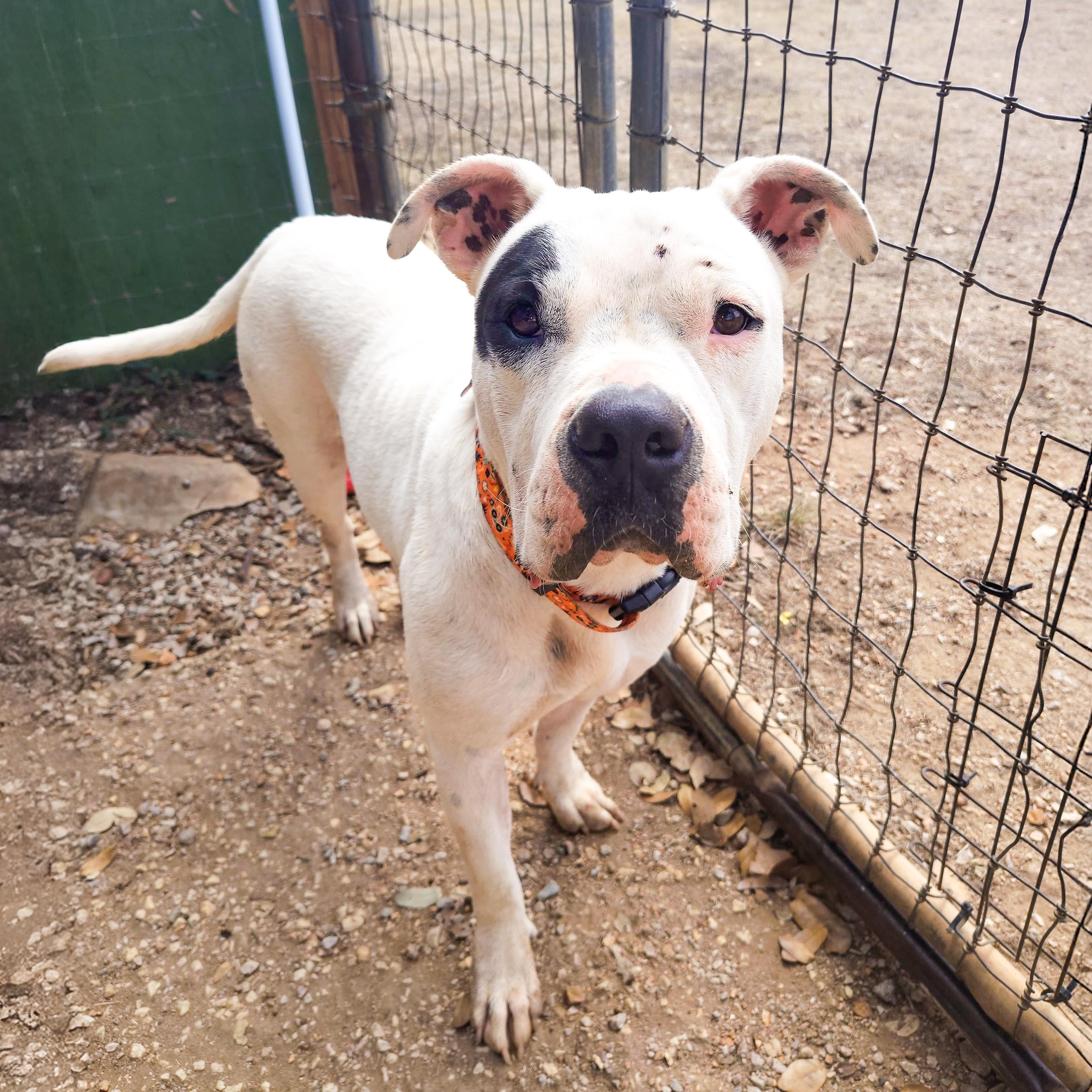 Bernadette, a ADOPTABLE Pit Bull Terrier in Marble Falls, TX image 2/5