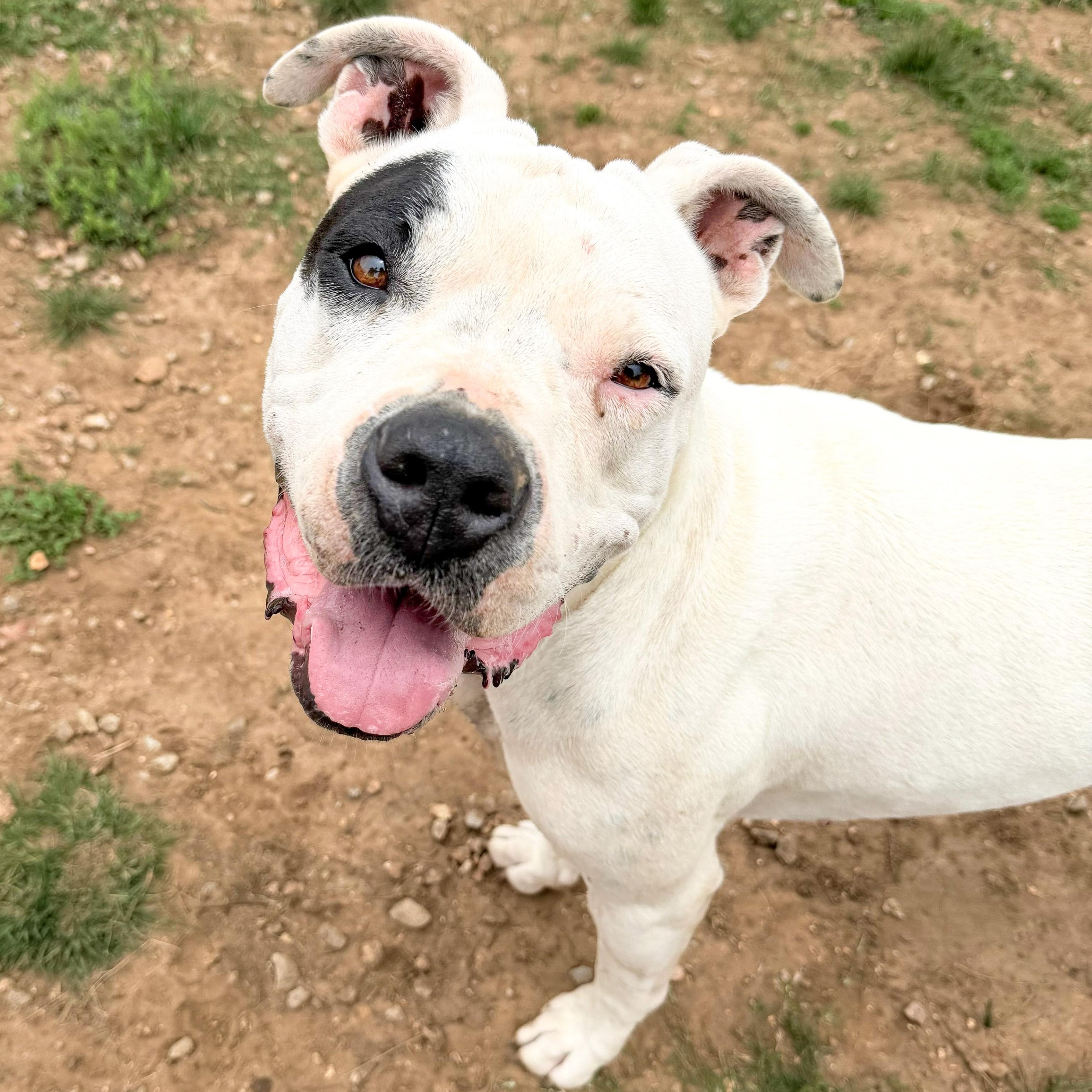 Bernadette, a ADOPTABLE Pit Bull Terrier in Marble Falls, TX image 3/5