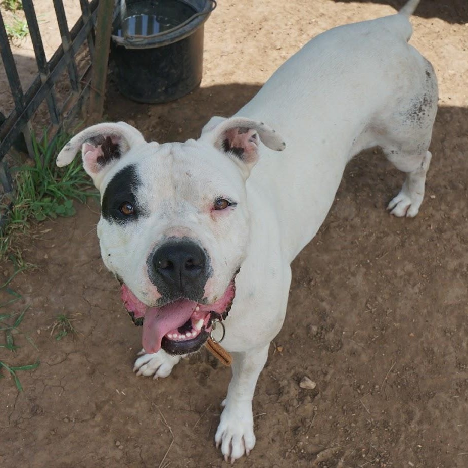 Bernadette, a ADOPTABLE Pit Bull Terrier in Marble Falls, TX image 5/5