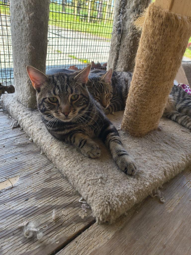 Enlarge John/Kitten 11 GT, a Adoptable mixed breed in Berlin, MD image 1/2
