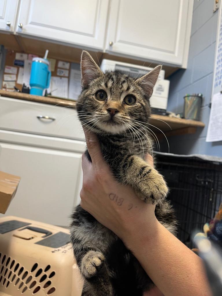 Enlarge John/Kitten 11 GT, a Adoptable mixed breed in Berlin, MD image 2/2
