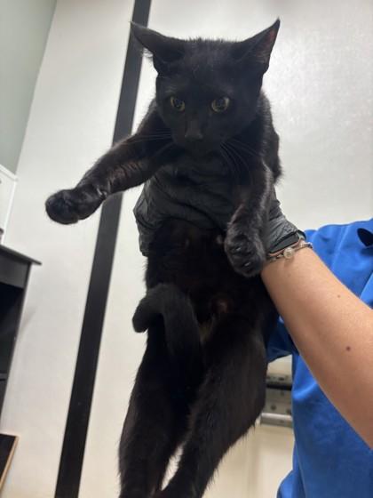 Matilda, Adoptable, Adult Female Domestic Short Hair & Domestic Short Hair.