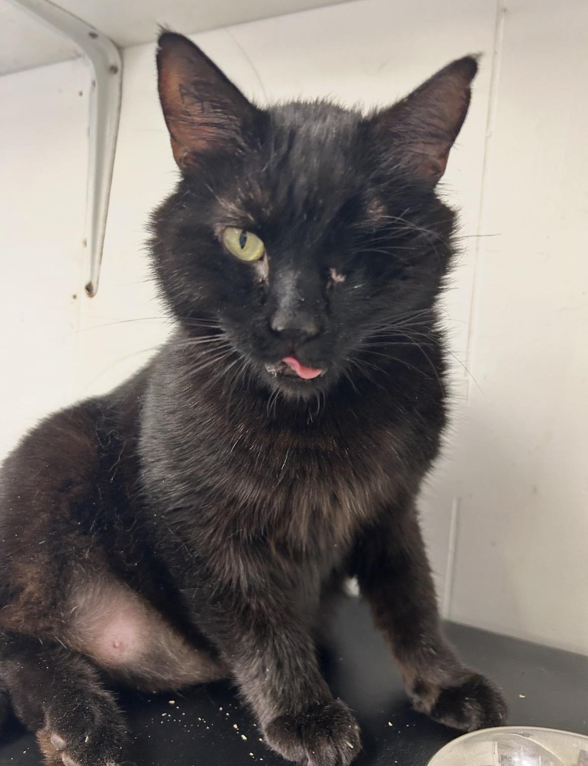 Camper, adopted, Adult Male Domestic Short Hair.