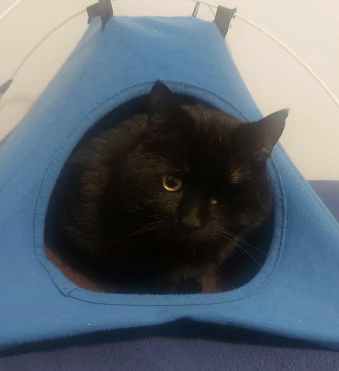 Enlarge Camper, an adopted Domestic Short Hair in Maple Ridge, BC image 2/5