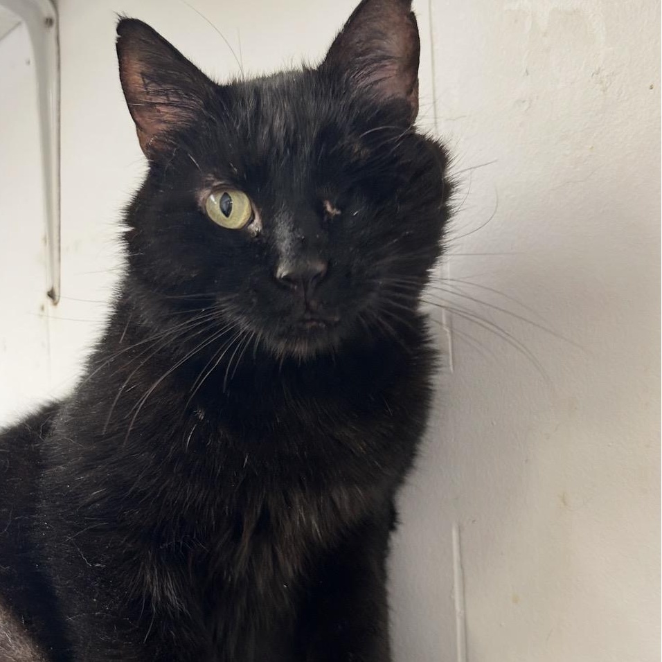 Enlarge Camper, an adopted Domestic Short Hair in Maple Ridge, BC image 5/5