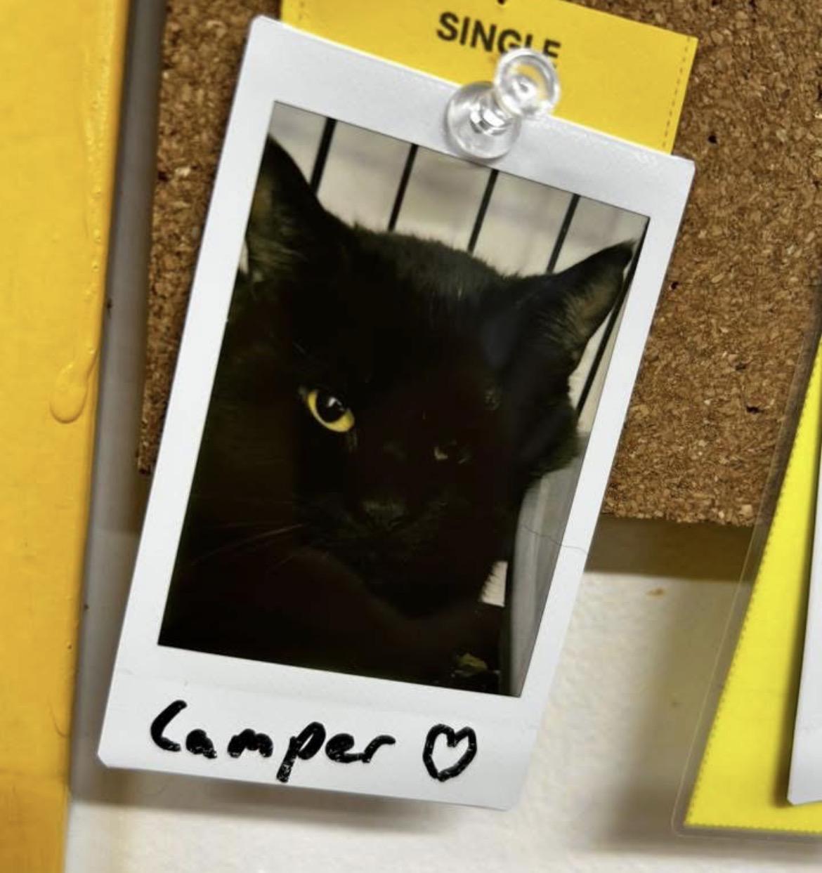 Enlarge Camper, an adopted Domestic Short Hair in Maple Ridge, BC image 3/5