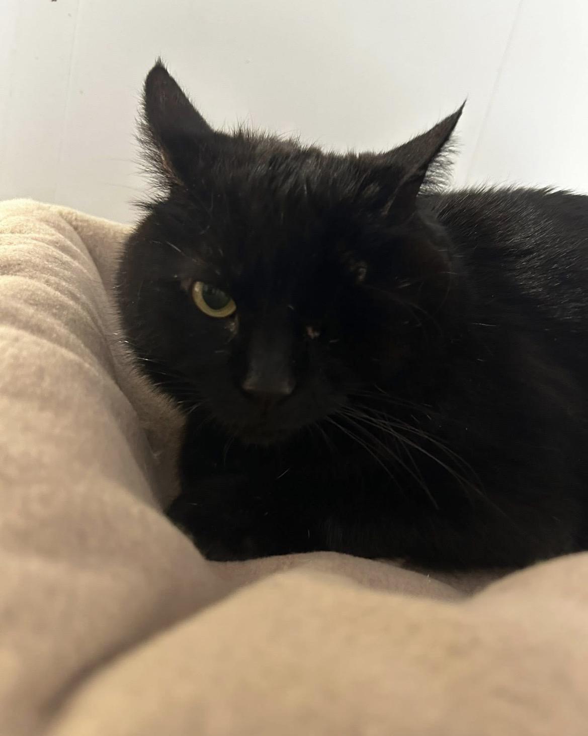 Enlarge Camper, an adopted Domestic Short Hair in Maple Ridge, BC image 4/5