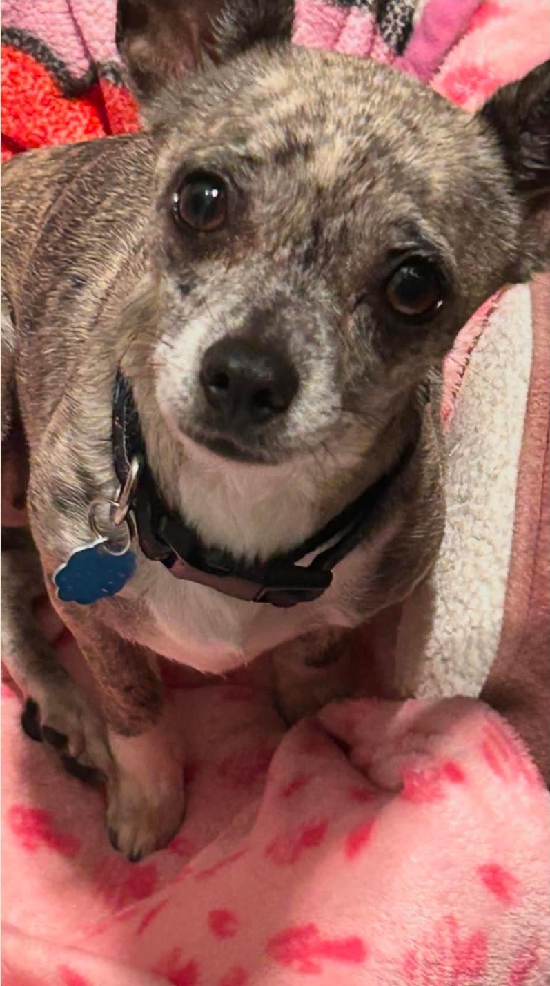 Enlarge Isabella, a Adoptable mixed breed in Cincinnati , OH image 2/6
