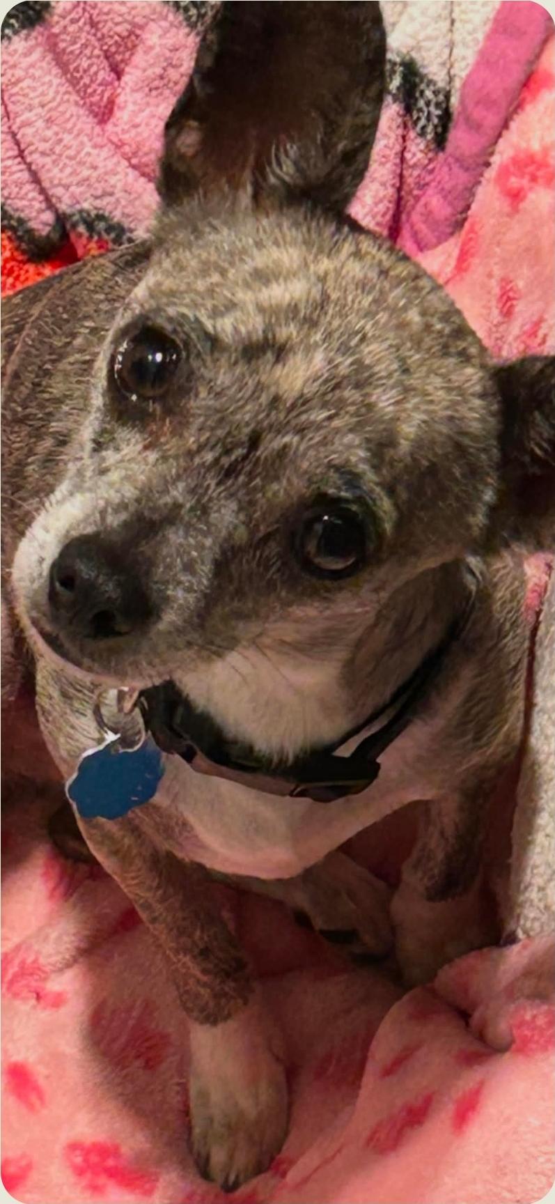 Enlarge Isabella, a Adoptable mixed breed in Cincinnati , OH image 3/6