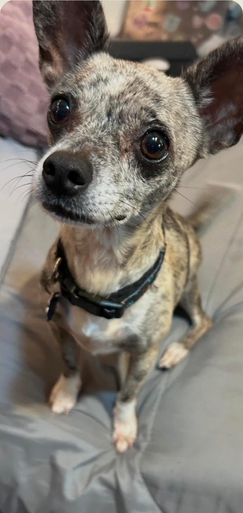 Isabella, Adoptable, Adult Female Chihuahua & Whippet.