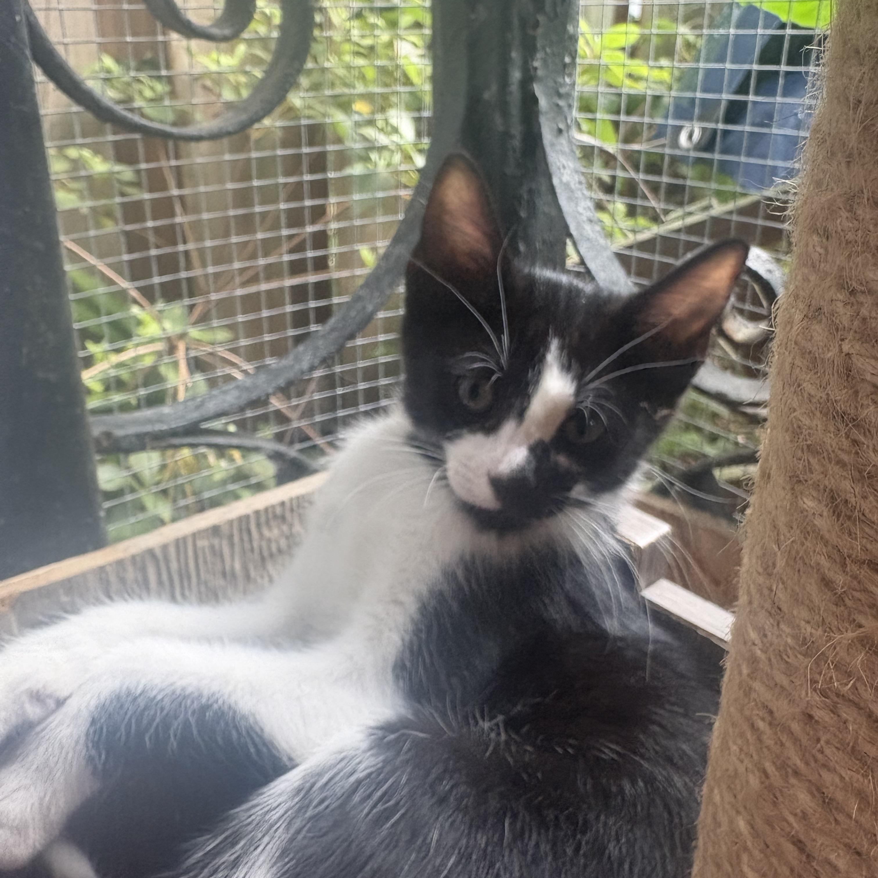Piper =^.^=
