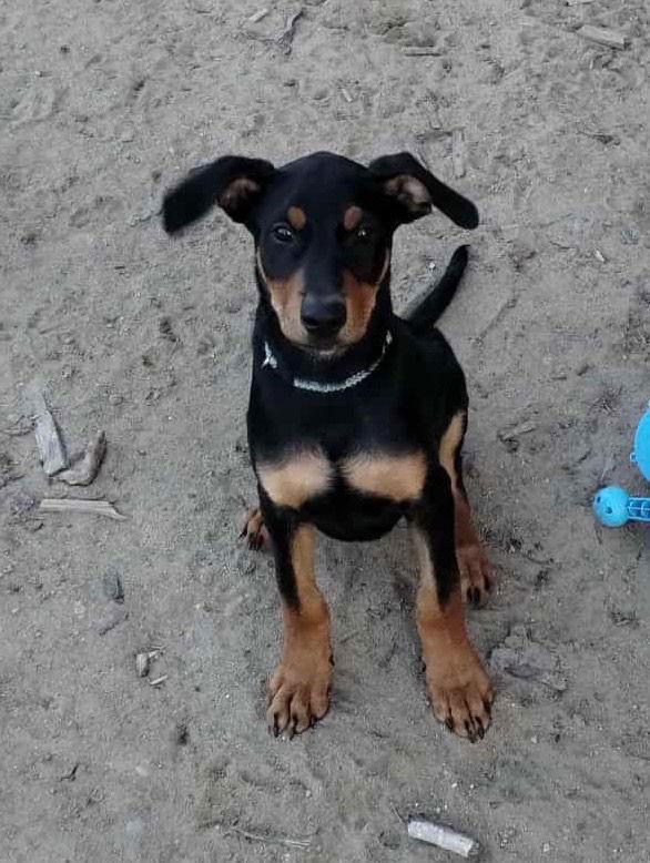 Harley, Adopted, Puppy Male Doberman Pinscher.