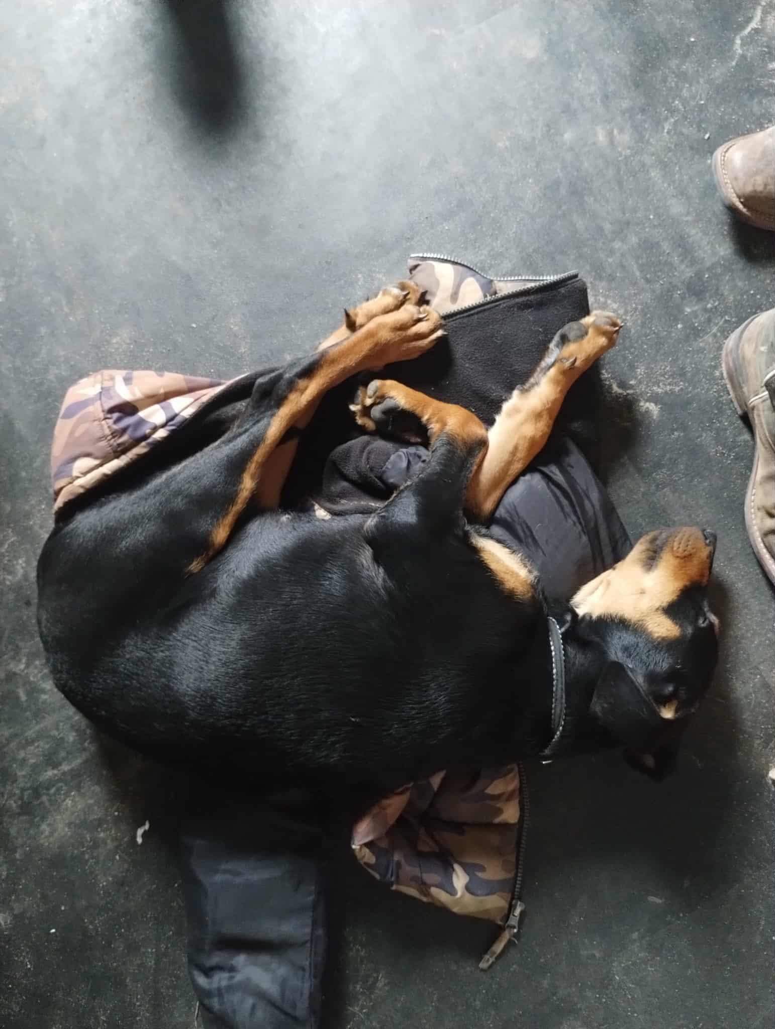 Enlarge Harley, a Adopted Doberman Pinscher in Minneapolis, MN image 2/2