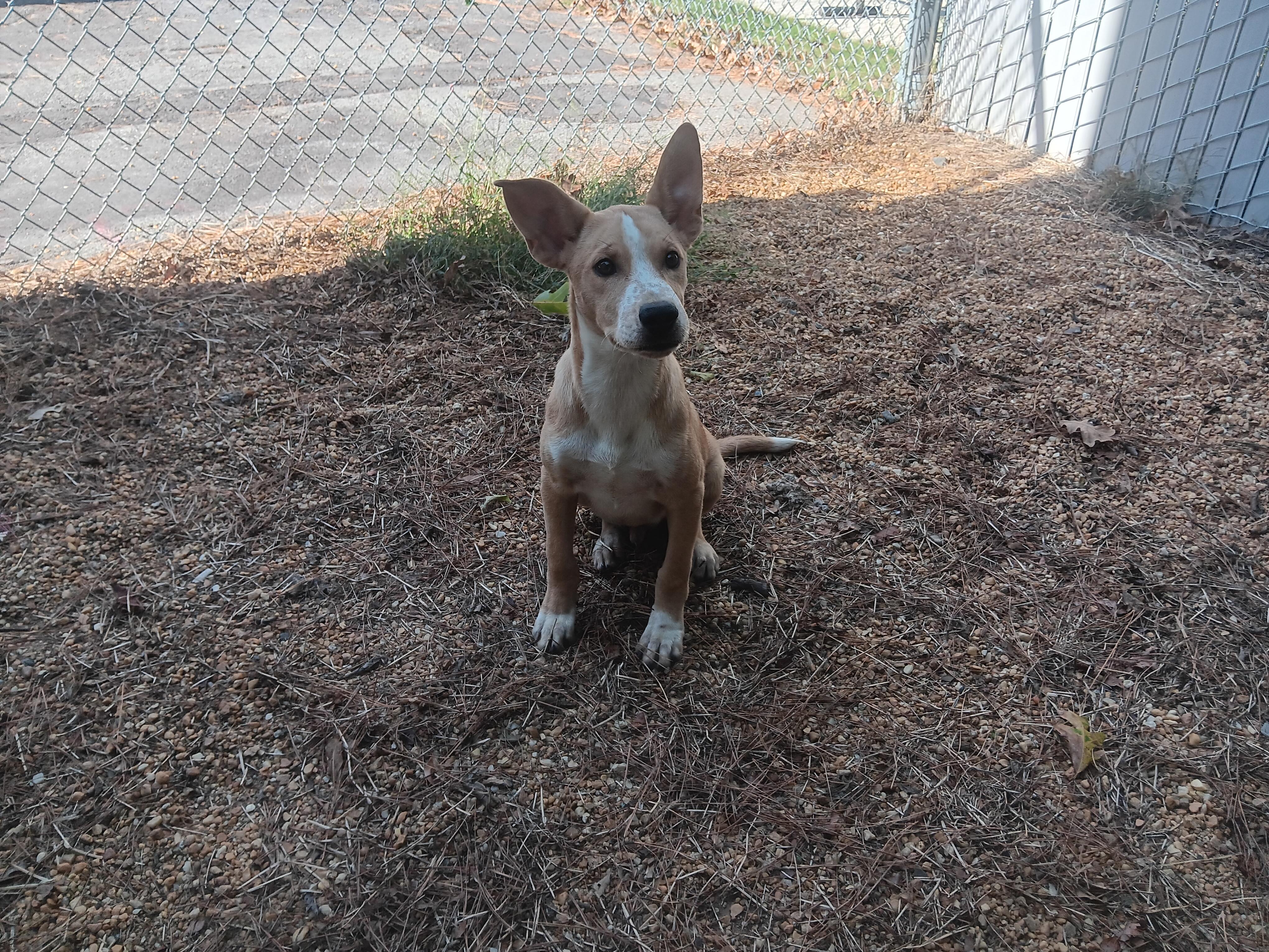 Enlarge Thing, a Adoptable Mixed Breed in North Little Rock, AR image 1/1