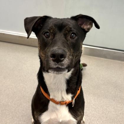 Paris, Adoptable, Young Female Mixed Breed.