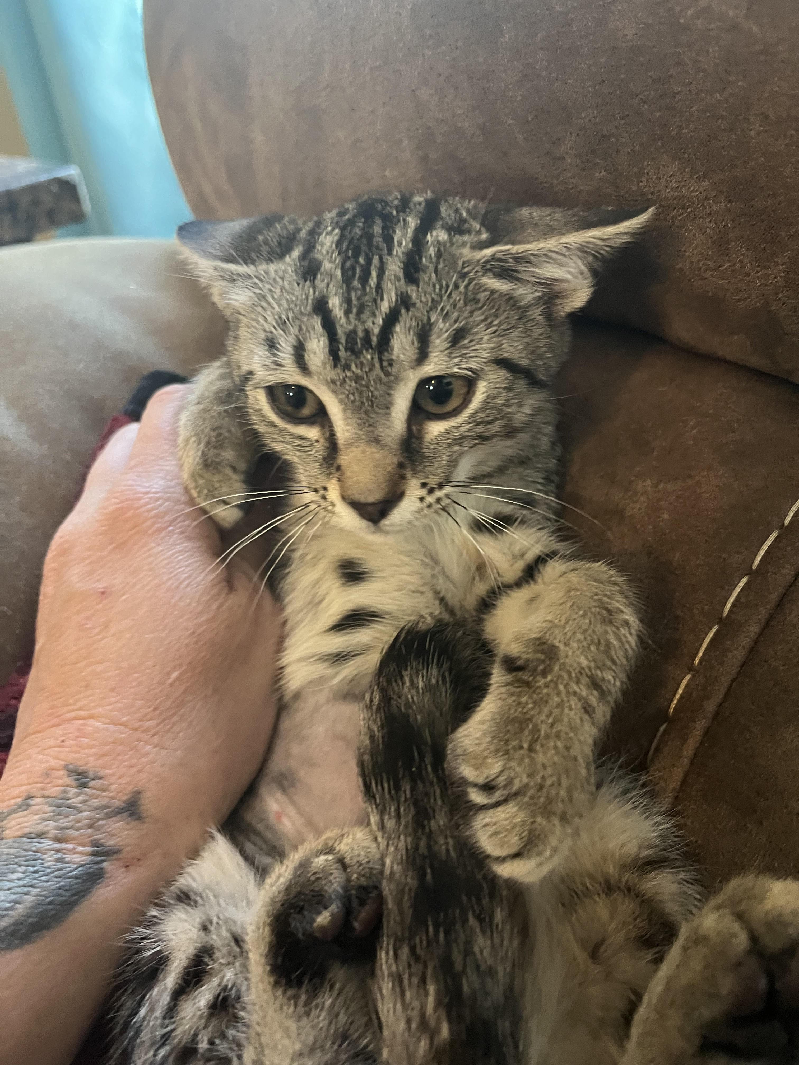 Tinkers - Barn/House, Adopted, Adult Female Domestic Short Hair.