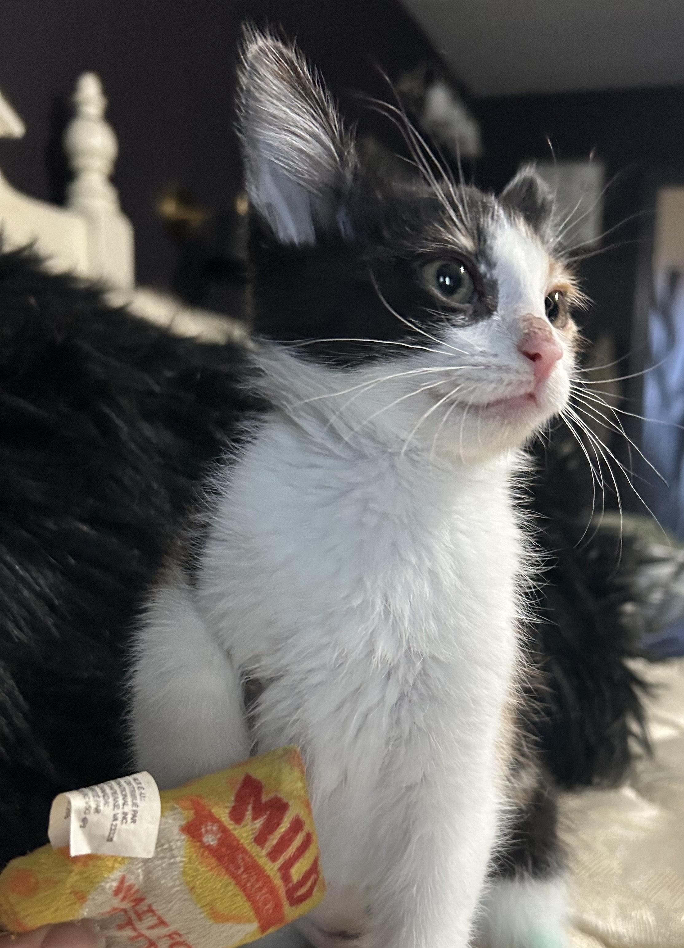 Enlarge Preeti CO13842-T, a Adoptable Domestic Short Hair in Fort Collins, CO image 2/6