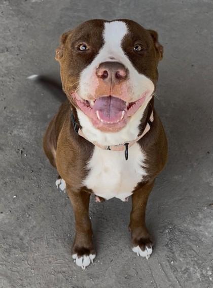 Lonon, Adoptable, Adult Female Mixed Breed & Mixed Breed.