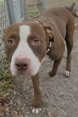 Lonon, a Adoptable mixed breed in Savannah, GA image 2/2
