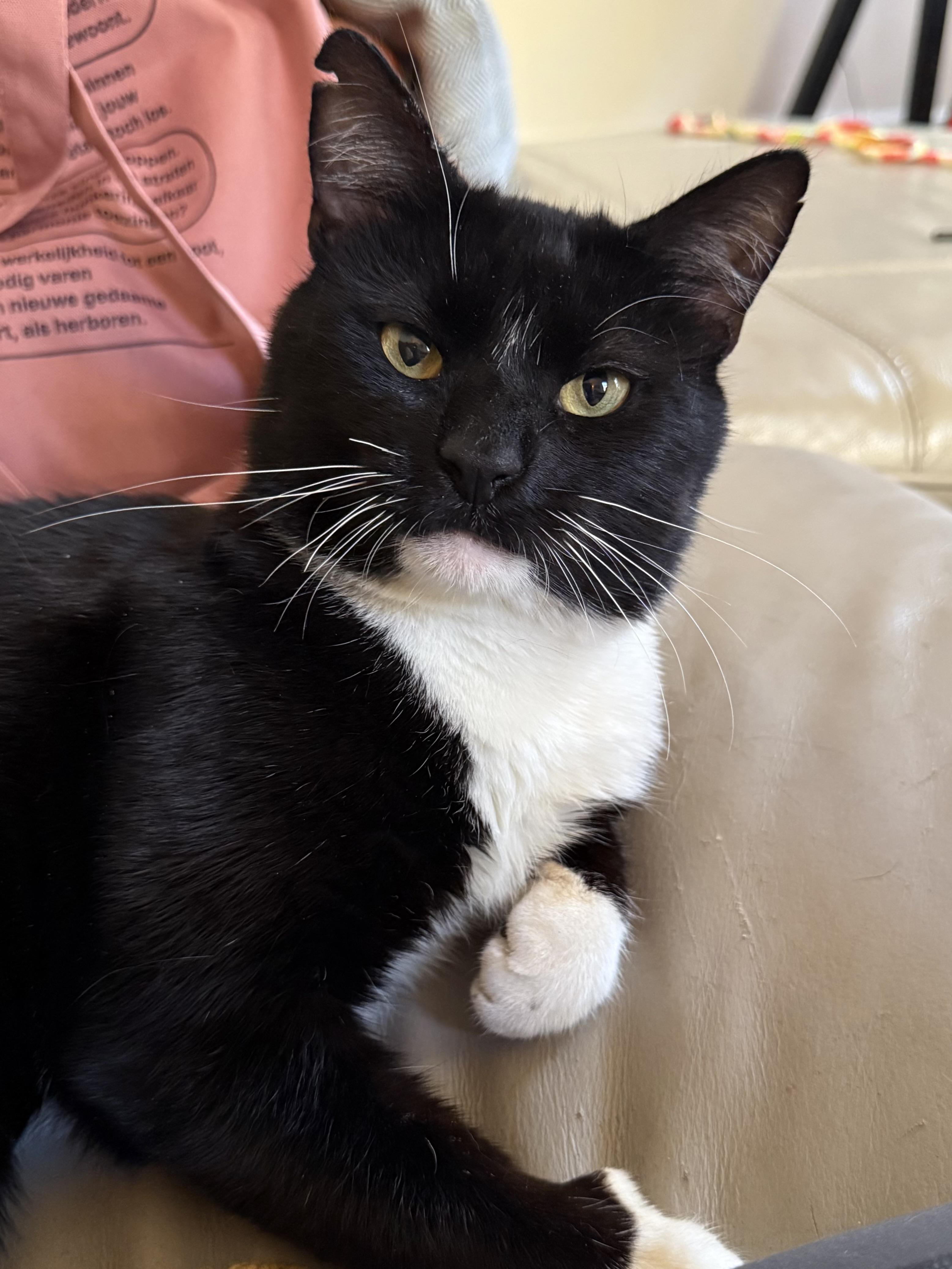 Tommy, a Adoptable Domestic Short Hair in Ridgewood, NY image 4/6