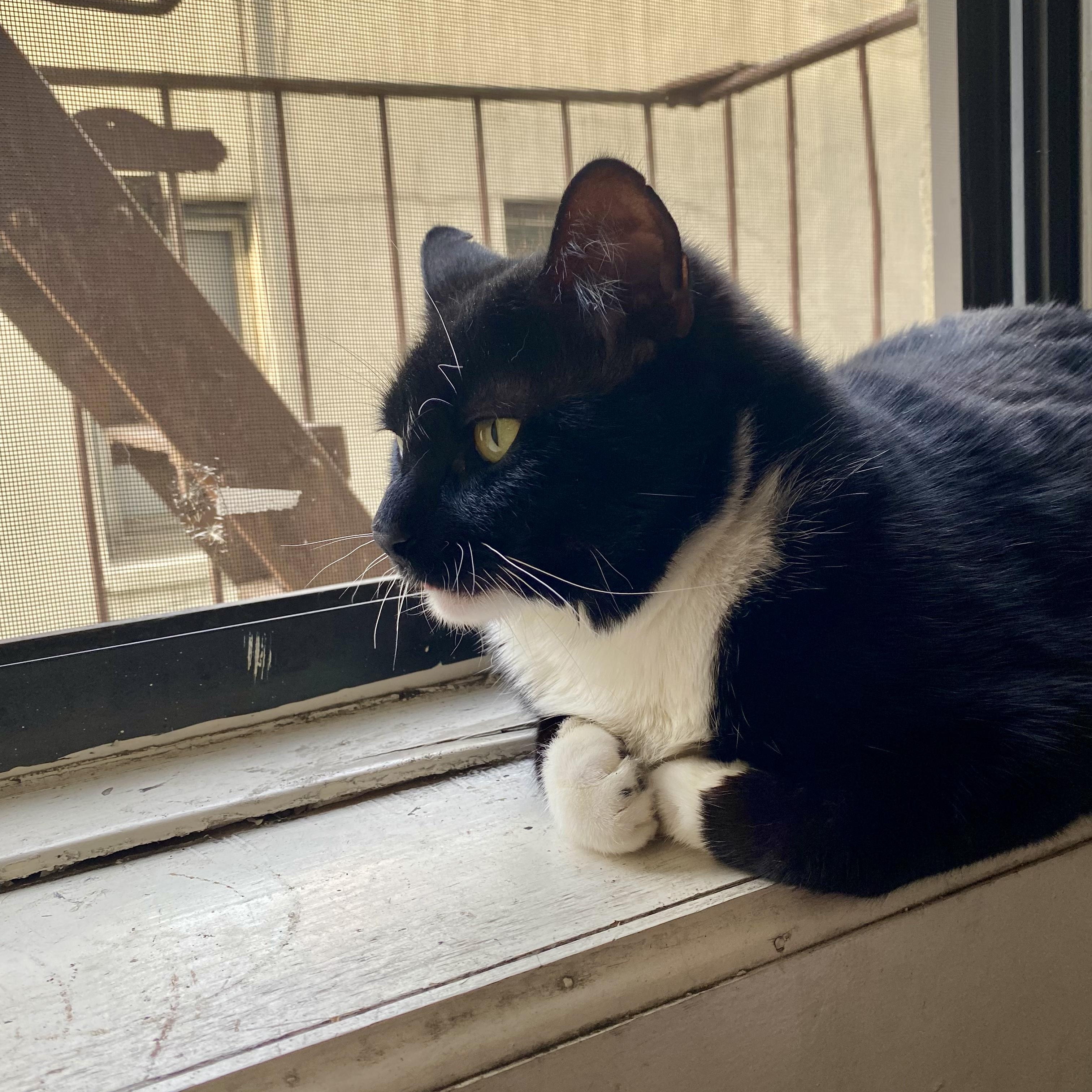 Enlarge Tommy, a Adoptable Domestic Short Hair in Ridgewood, NY image 3/6