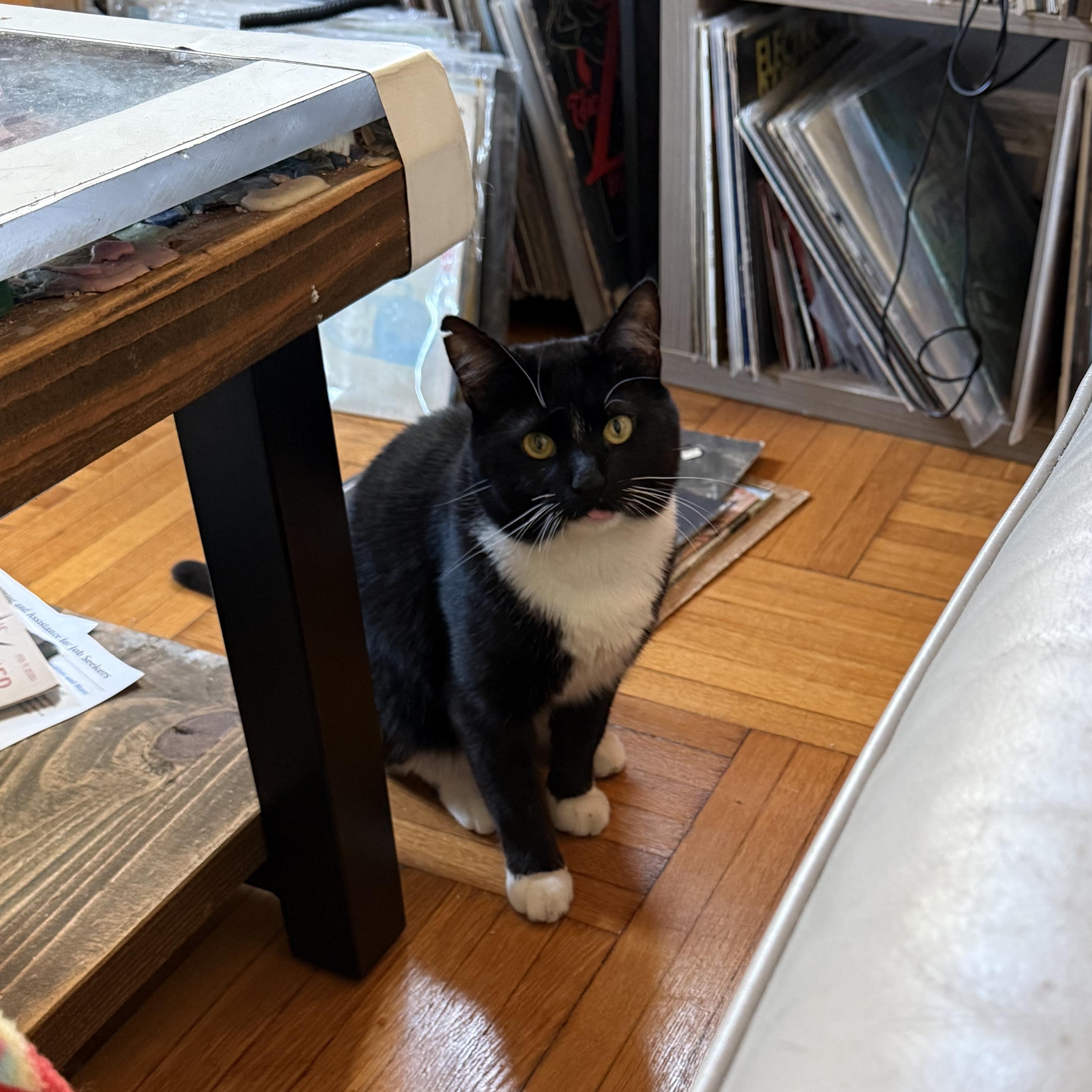 Tommy, a Adoptable Domestic Short Hair in Ridgewood, NY image 5/6