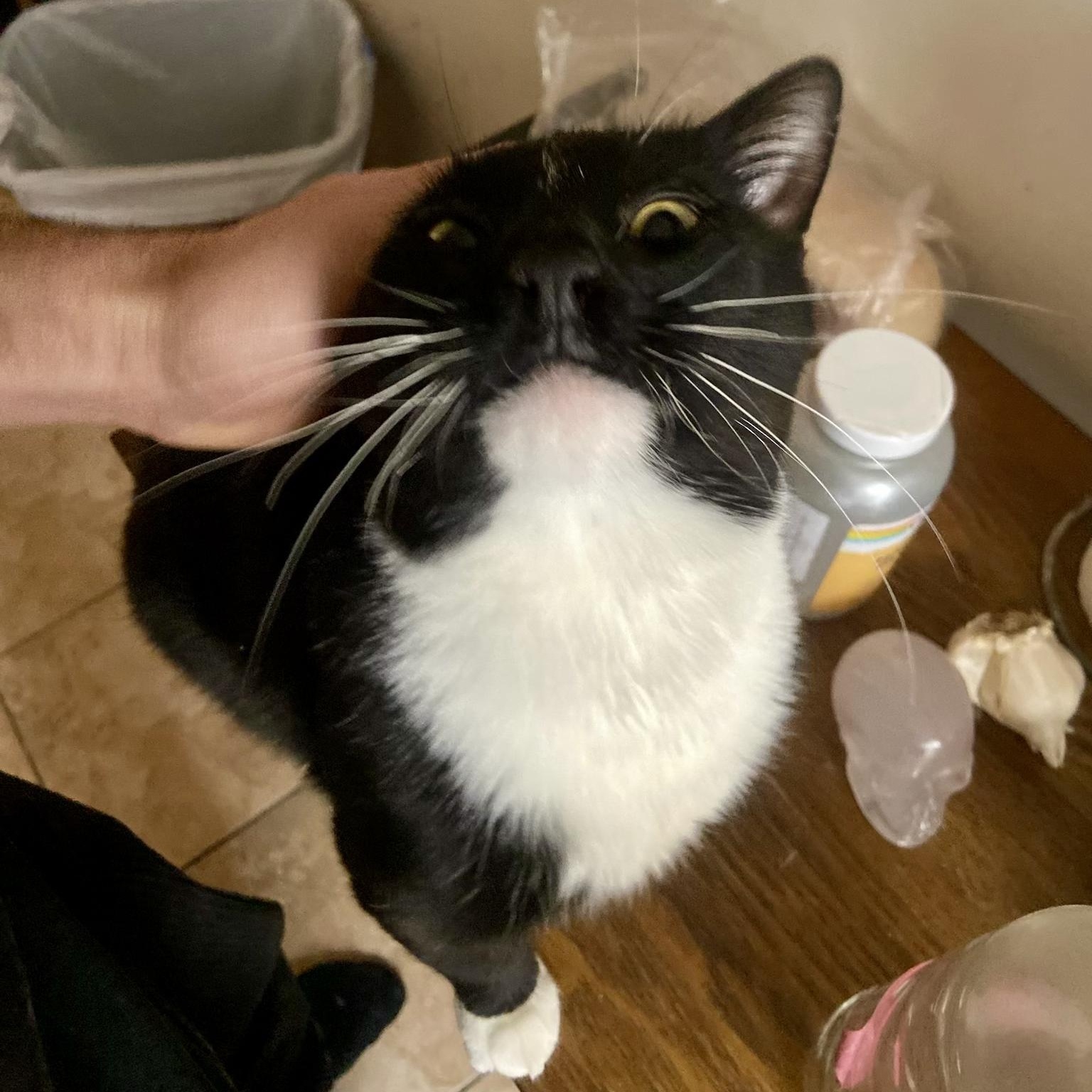 Enlarge Tommy, a Adoptable Domestic Short Hair in Ridgewood, NY image 4/6