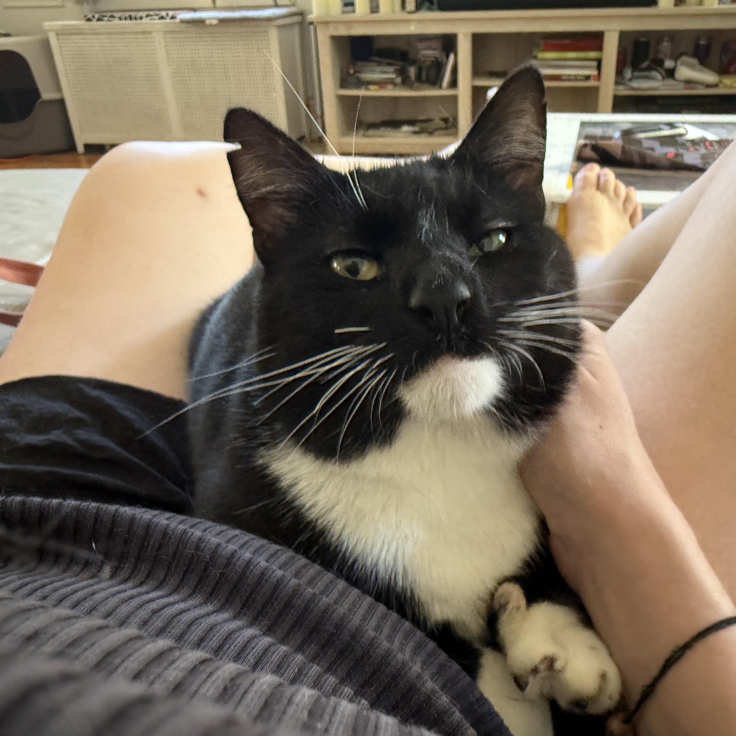 Tommy, a Adoptable Domestic Short Hair in Ridgewood, NY image 1/6