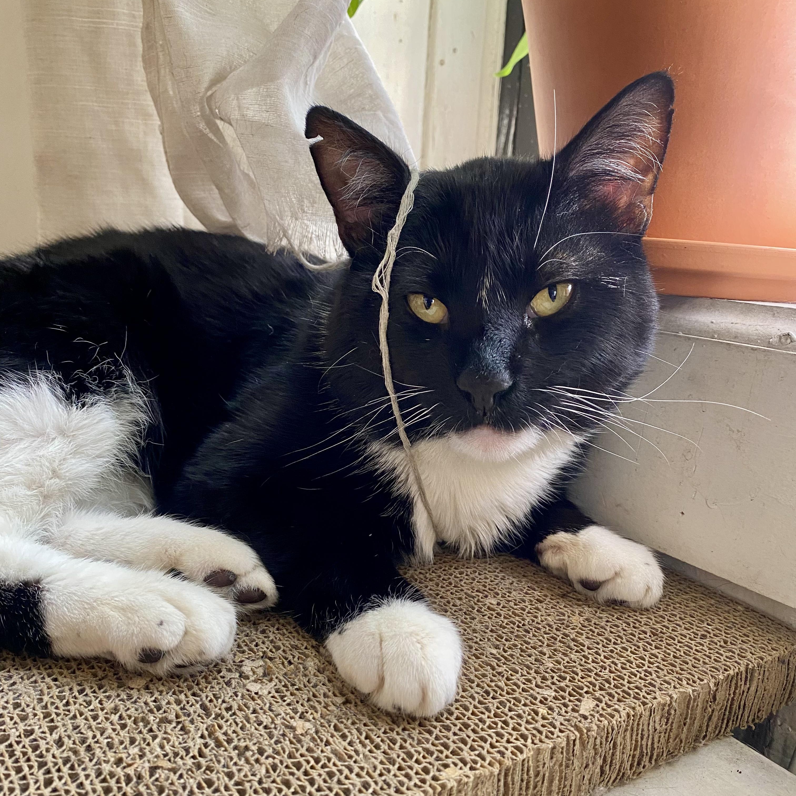Tommy, Adoptable, Adult Male Domestic Short Hair.