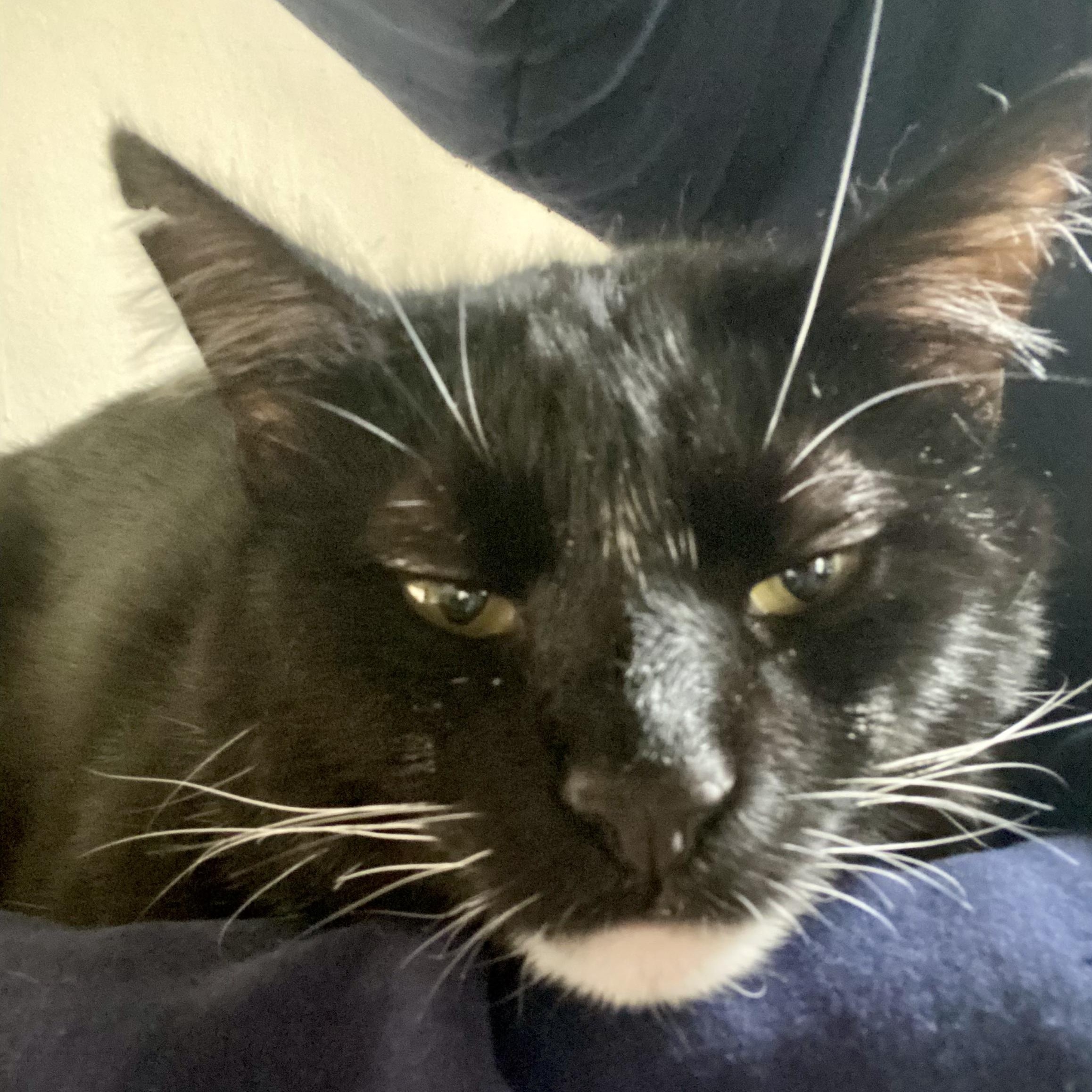 Enlarge Tommy, a Adoptable Domestic Short Hair in Ridgewood, NY image 5/6