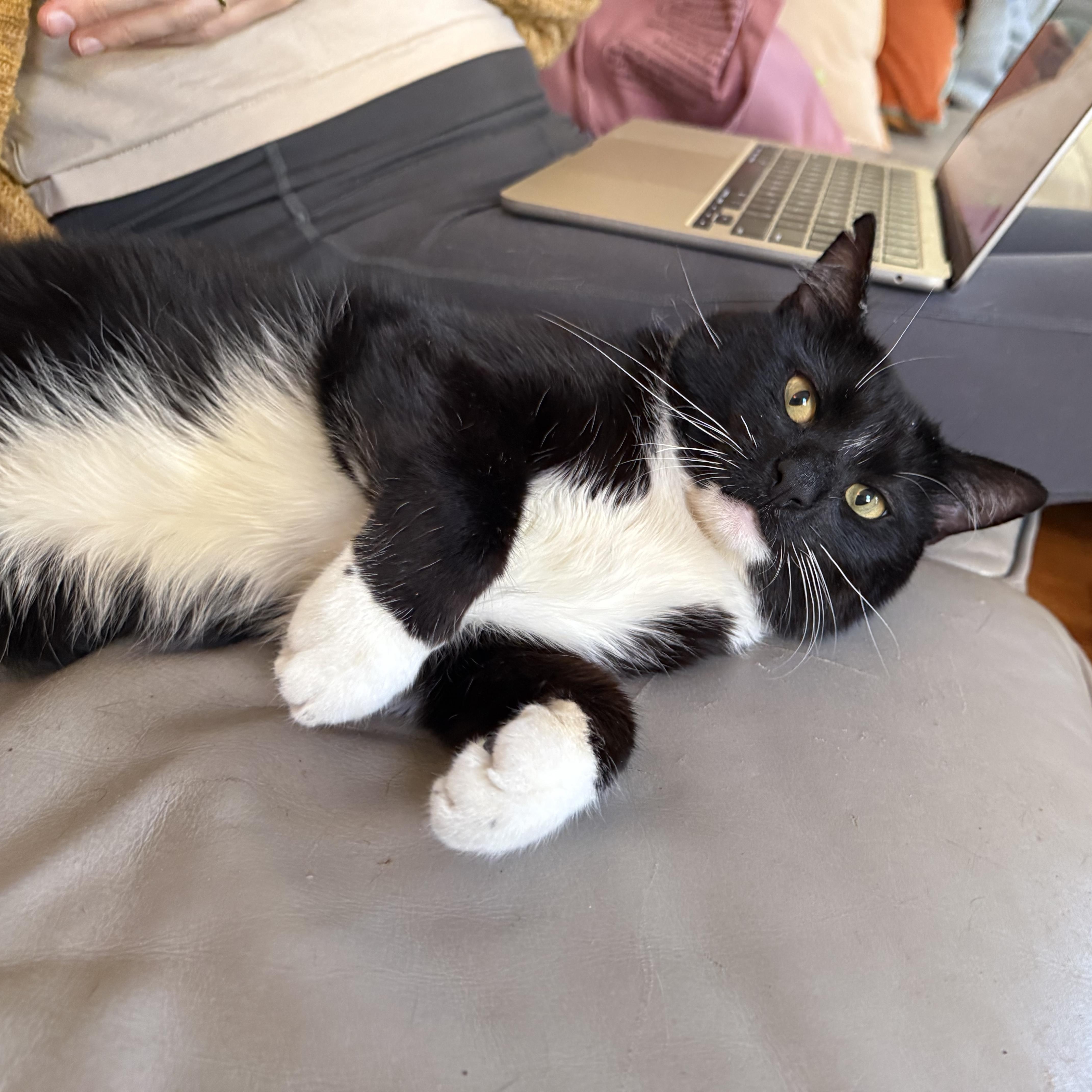 Tommy, a Adoptable Domestic Short Hair in Ridgewood, NY image 6/6
