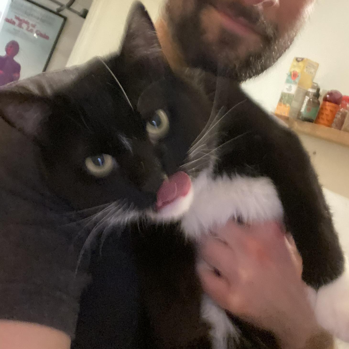 Enlarge Tommy, a Adoptable Domestic Short Hair in Ridgewood, NY image 2/6