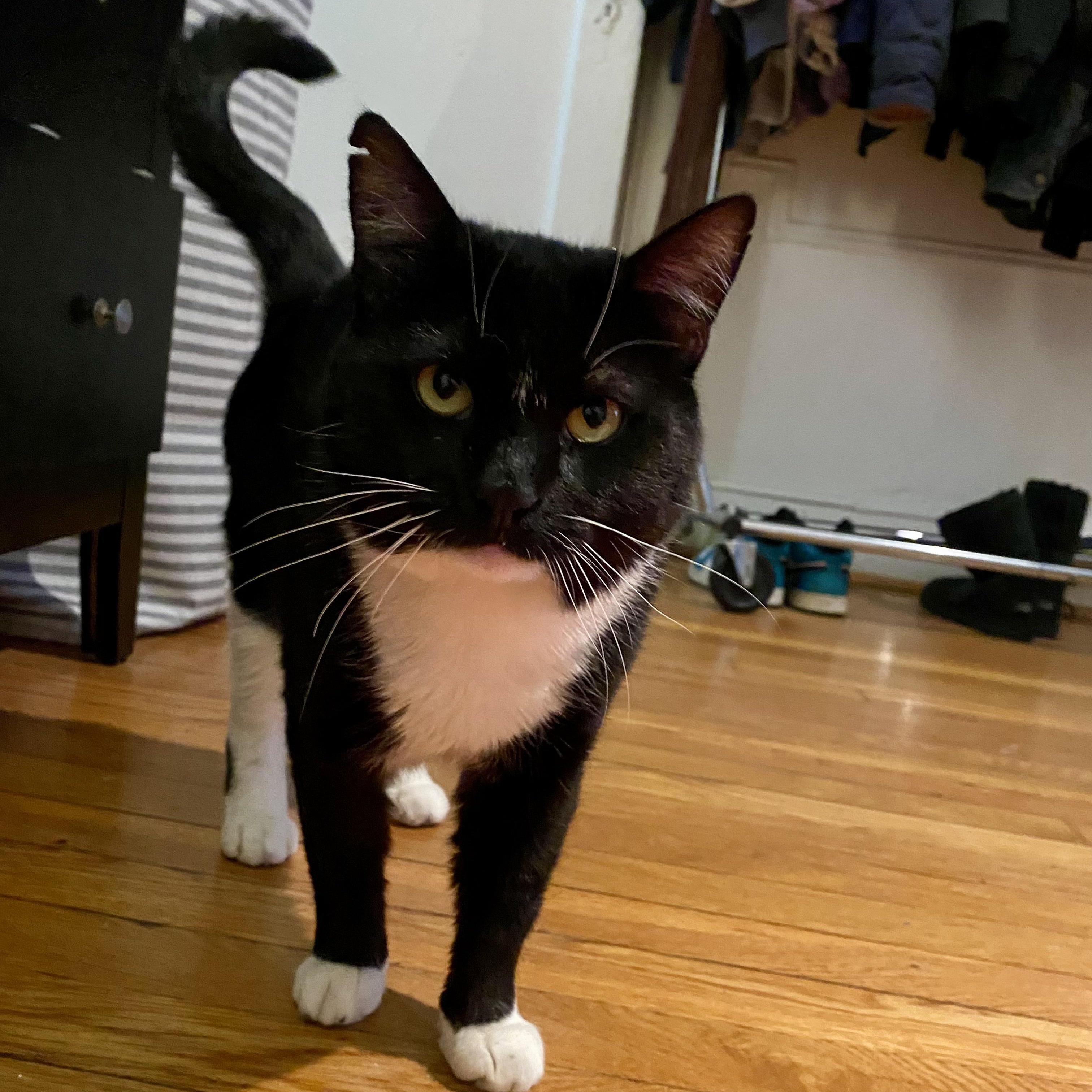 Enlarge Tommy, a Adoptable Domestic Short Hair in Ridgewood, NY image 6/6