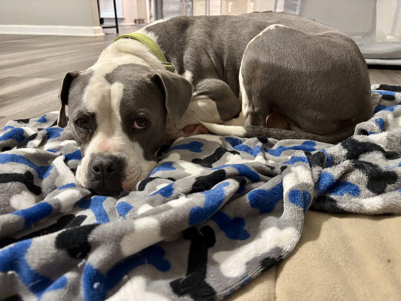 Enlarge Trixie - Candy litter Mom, a Adoptable mixed breed in Holly Springs, NC image 1/3