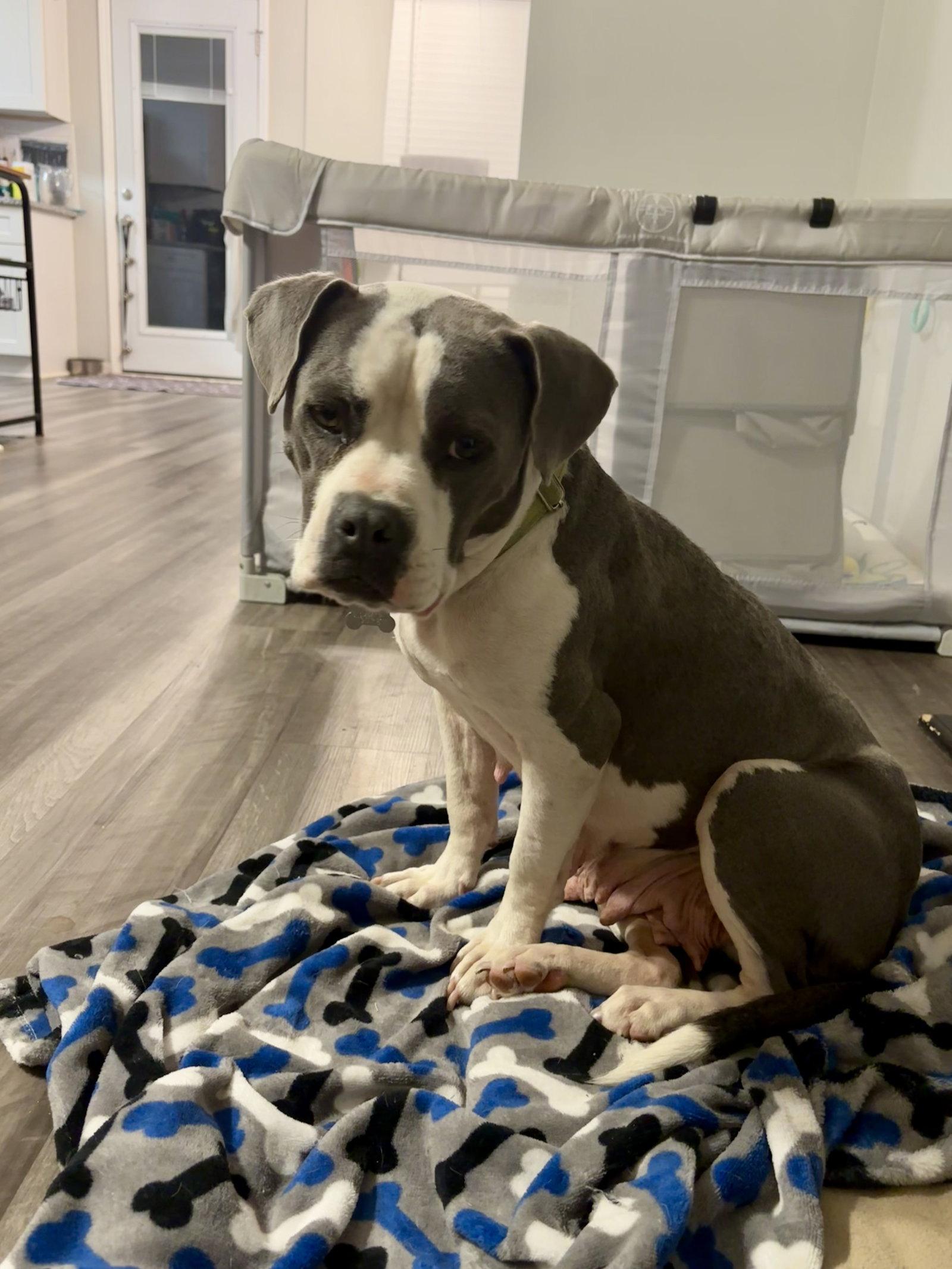 Enlarge Trixie - Candy litter Mom, a Adoptable mixed breed in Holly Springs, NC image 2/3