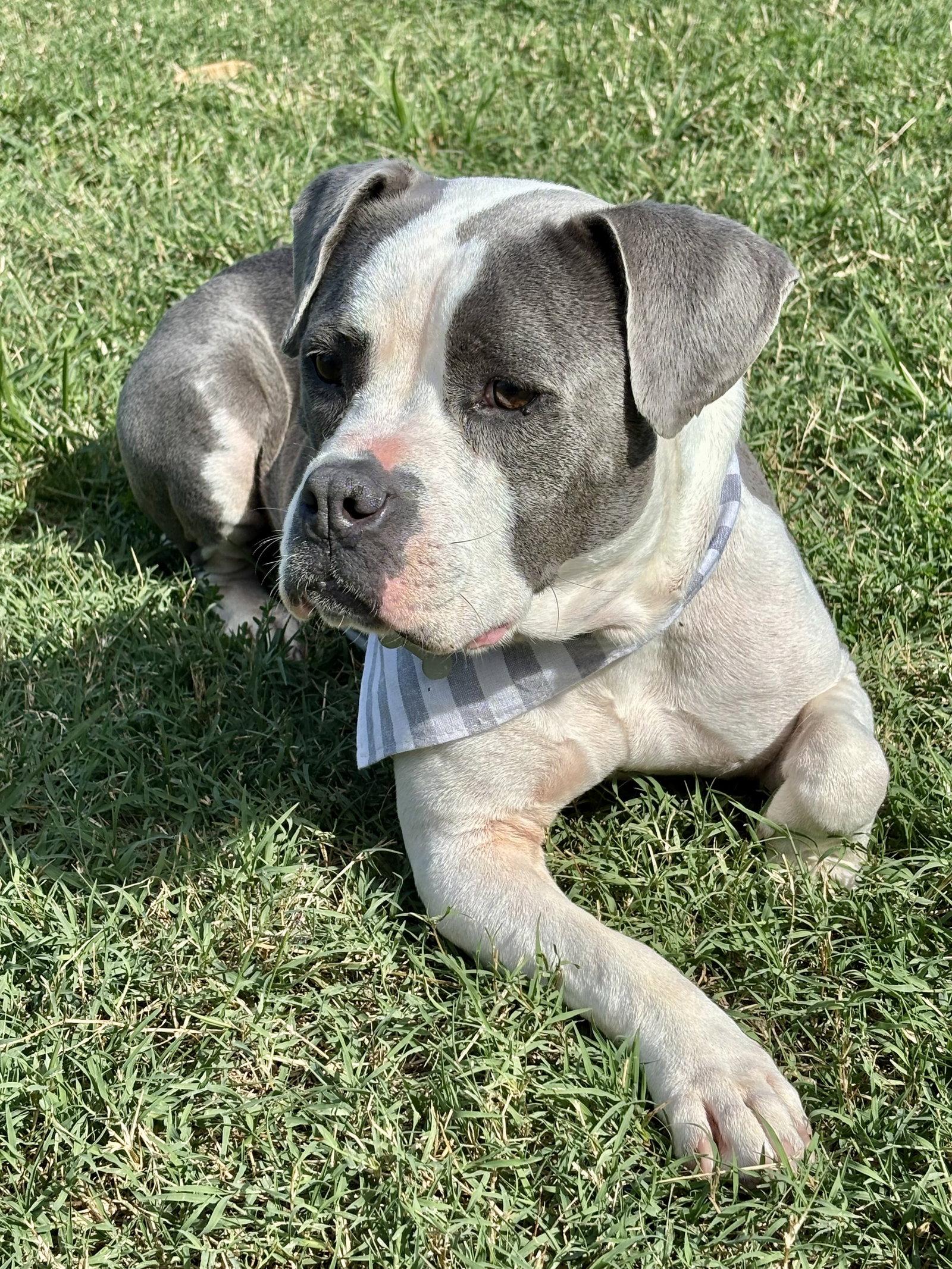 Enlarge Trixie - Candy litter Mom, a Adoptable mixed breed in Holly Springs, NC image 3/3