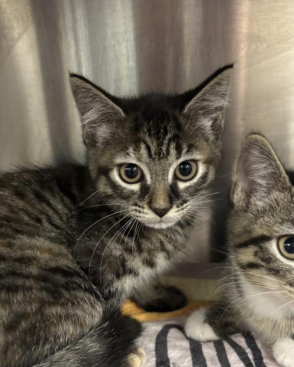 Enlarge Twinkle Twinkle Little Star  (with Itsy Bitsy S..), a Adoptable mixed breed in Richmond, VA image 1/1
