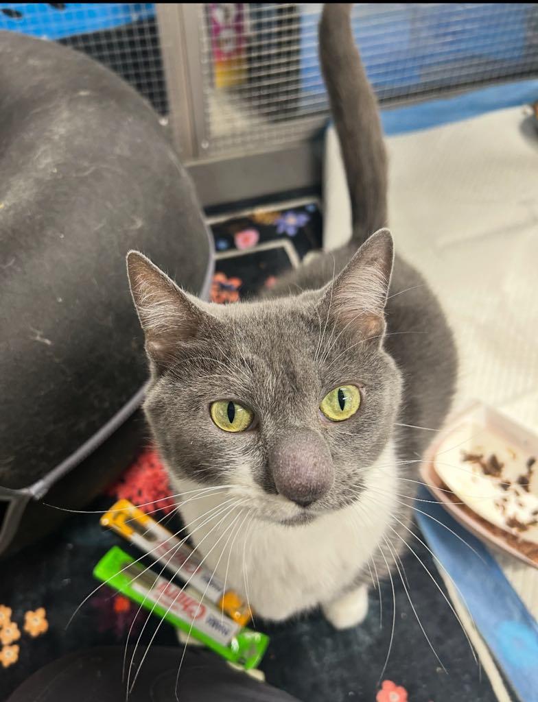 Enlarge Loonette, a ADOPTABLE Domestic Short Hair in Cortland, OH image 2/3