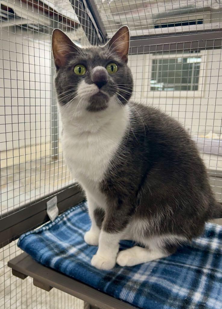 Enlarge Loonette, a ADOPTABLE Domestic Short Hair in Cortland, OH image 3/3