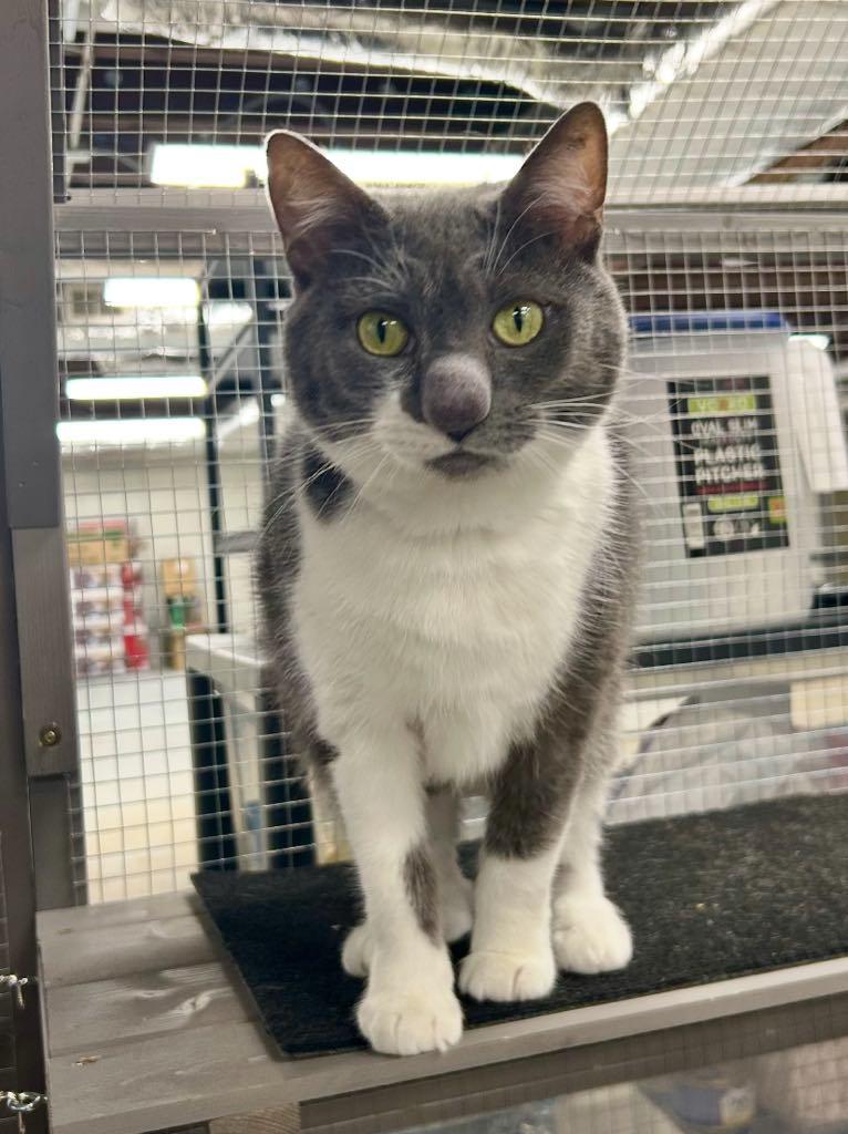 Enlarge Loonette, a ADOPTABLE Domestic Short Hair in Cortland, OH image 1/3