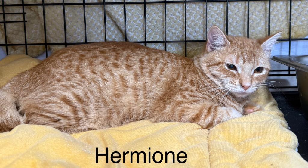 Hermione thumbnail 2