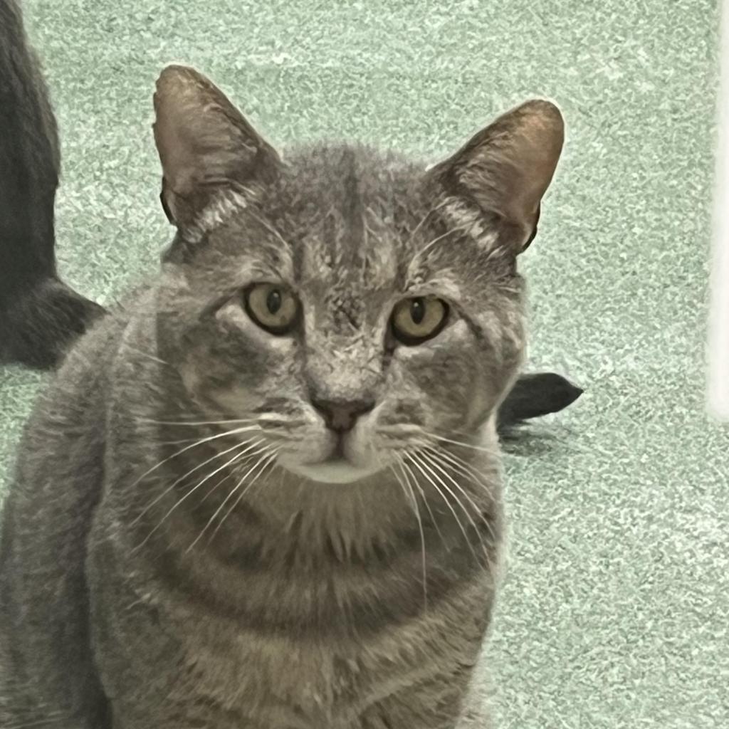 Pickle, Adoptable, Senior Male American Shorthair.