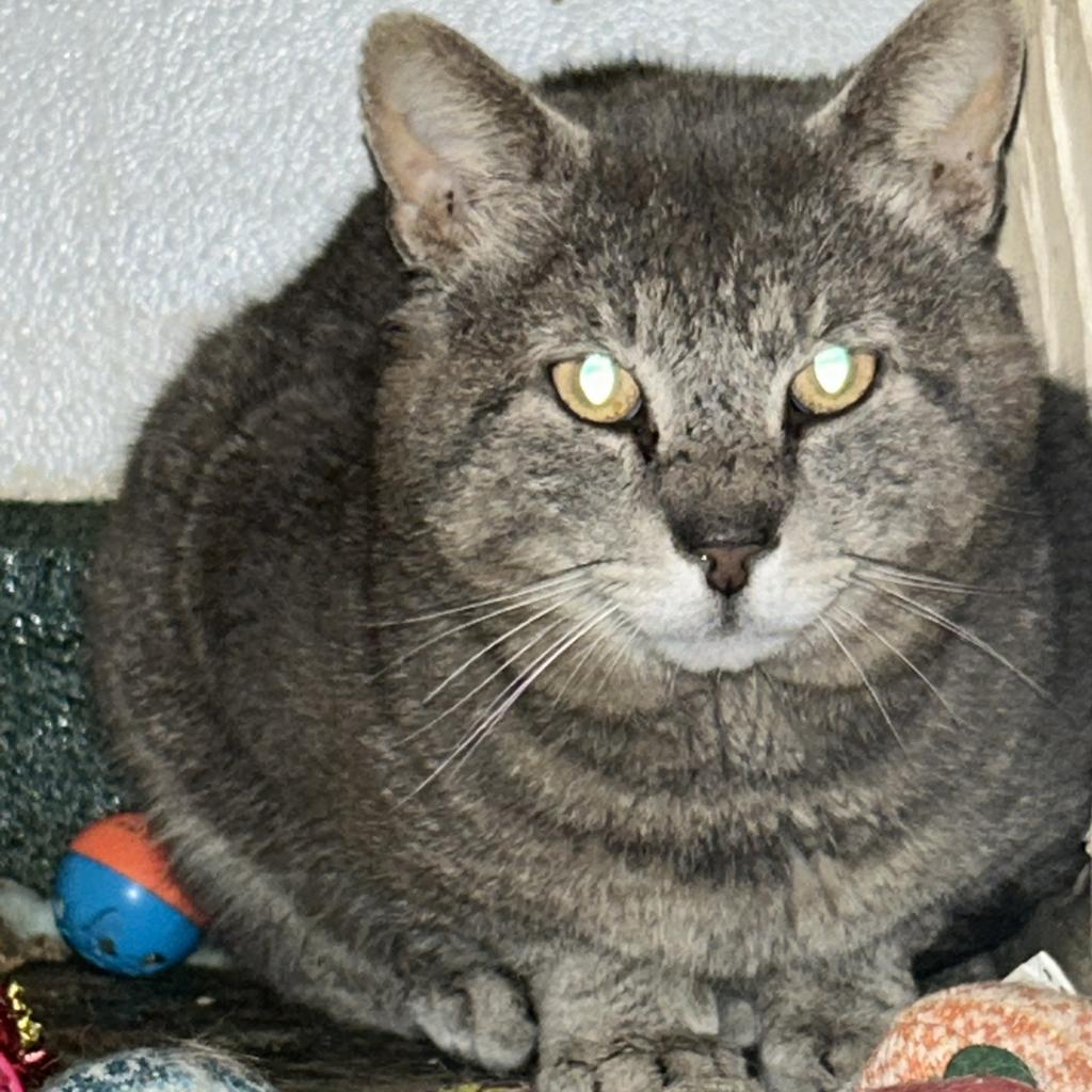 Pickle, a Adoptable American Shorthair in Lindenwold, NJ image 2/2