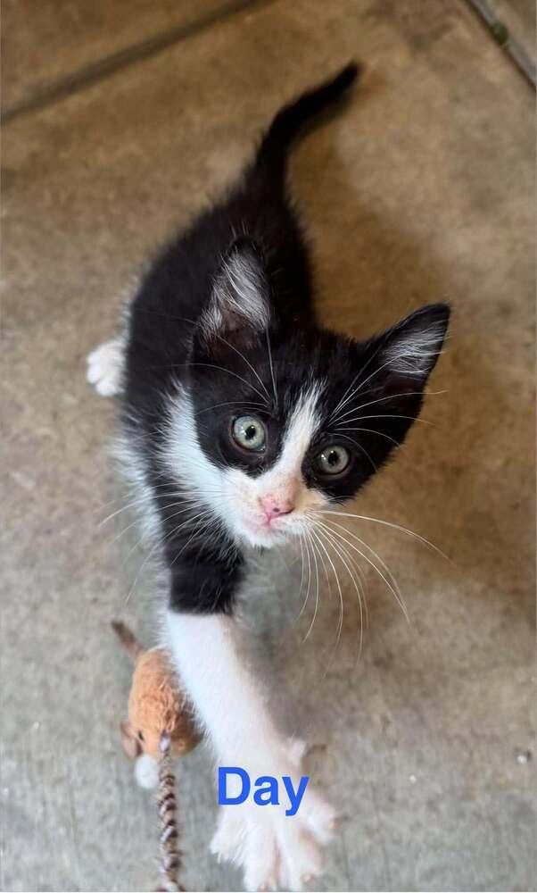 Day Barnum Ki., Adoptable, Kitten Male Domestic Short Hair.