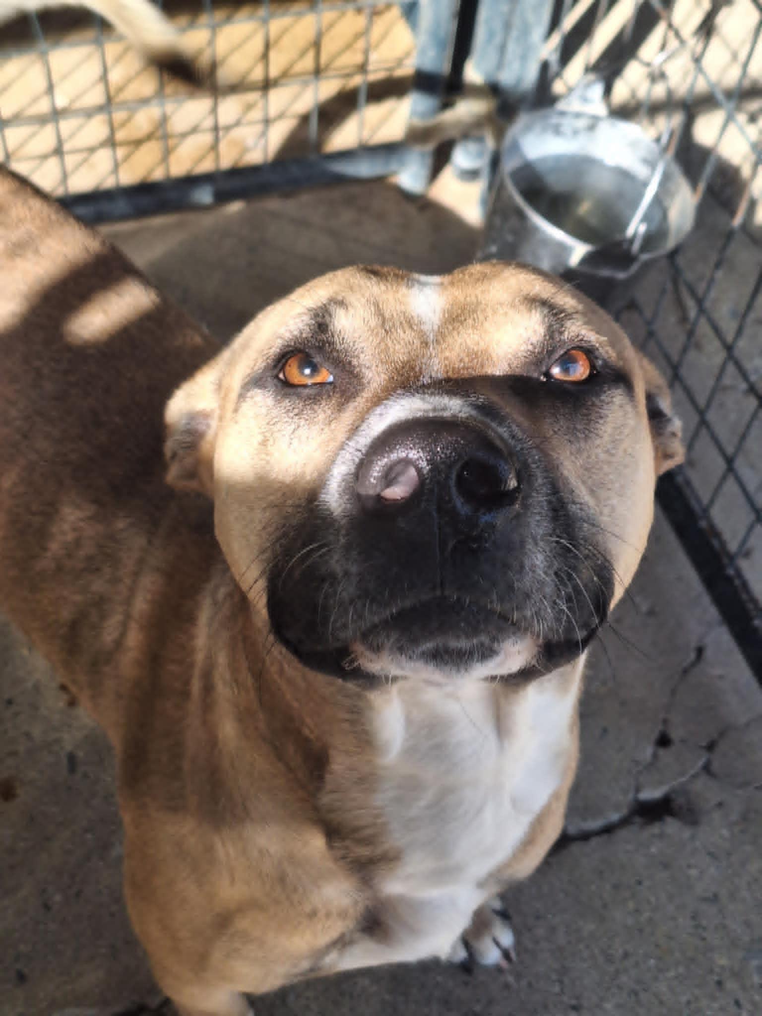 Enlarge Joe Joe, a Adoptable mixed breed in Anderson, IN image 1/6