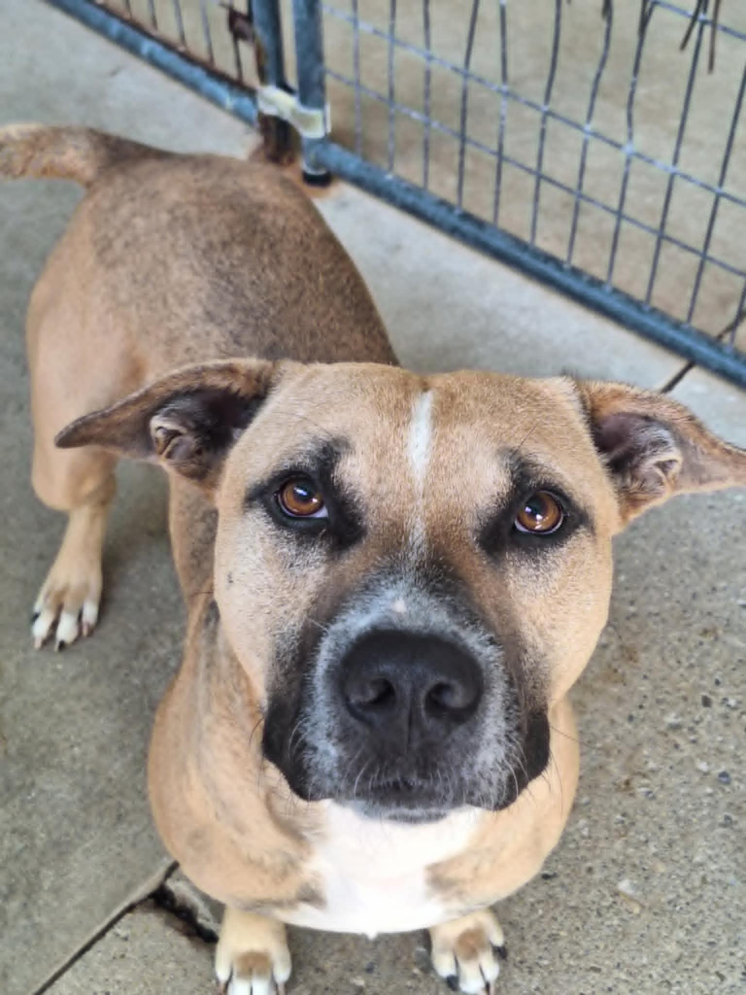 Enlarge Joe Joe, a Adoptable mixed breed in Anderson, IN image 2/6