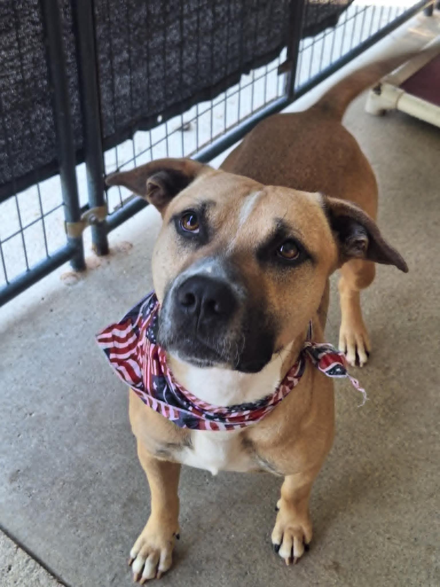 Enlarge Joe Joe, a Adoptable mixed breed in Anderson, IN image 3/6