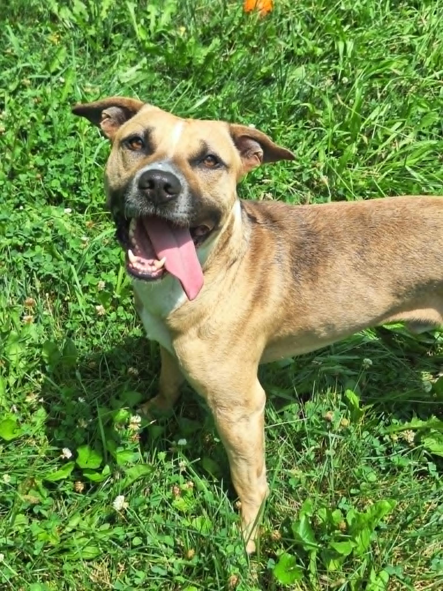 Enlarge Joe Joe, a Adoptable mixed breed in Anderson, IN image 4/6